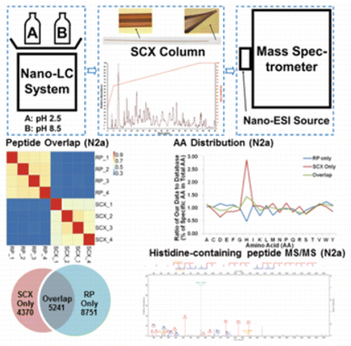 Development Of Online Ph Gradient Eluted Strong Cation Exchange Nanoelectrospray Tandem Mass Spectrometry For Proteomic Analysis Facilitating Basic And Histidine Containing Peptides Identification Analytical Chemistry X Mol