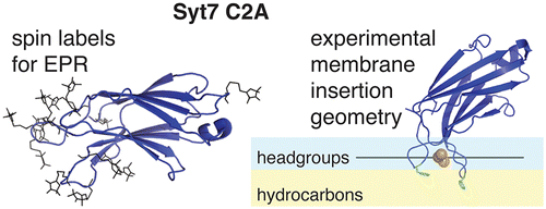 Membrane Docking Of The Synaptotagmin 7 C2a Domain Electron Paramagnetic Resonance Measurements Show Contributions From Two Membrane Binding Loops Biochemistry X Mol