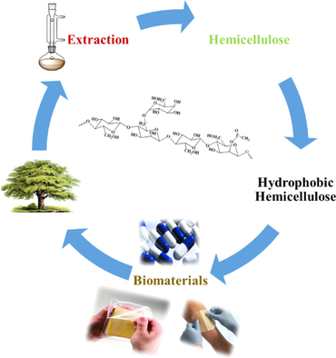 A Review Of Water Resistant Hemicellulose Based Materials Processing And Applications Chemsuschem X Mol