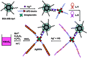 A novel colorimetric sensor for Hg2+ based on hybridization chain ...