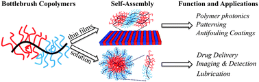 Structure, function, self-assembly, and applications of bottlebrush ...