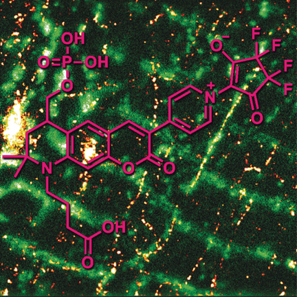 Reduced Coumarin Dyes With An O Phosphorylated 2 2 Dimethyl 4 Hydroxymethyl 1 2 3 4 Tetrahydroquinoline Fragment Synthesis Spectra And Sted Microscopy Chemistry A European Journal X Mol