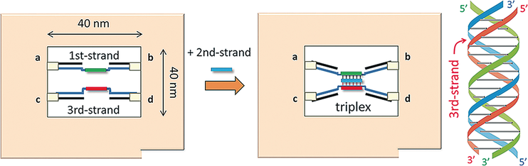 Triple Helix Formation In A Topologically Controlled Dna Nanosystem Chemistry A European Journal X Mol