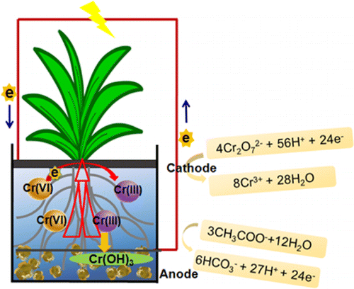 Bioelectrochemical Chromium Vi Removal In Plant Microbial Fuel Cells Environmental Science Technology X Mol