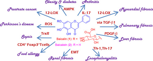 therapeutic-potentials-of-baicalin-and-its-aglycone-baicalein-against