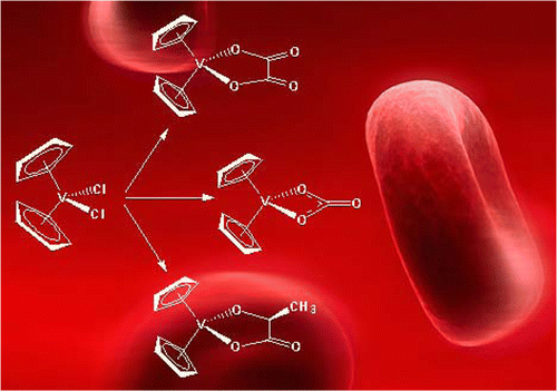 Speciation Of The Potential Antitumor Agent Vanadocene Dichloride In The Blood Plasma And Model Systems Inorg Chem X Mol