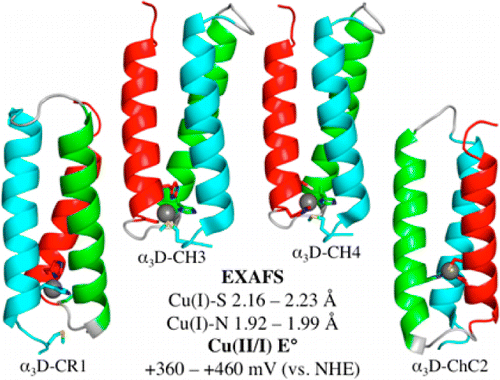 De Novo Design And Characterization Of Copper Metallopeptides Inspired By Native Cupredoxins Inorganic Chemistry X Mol