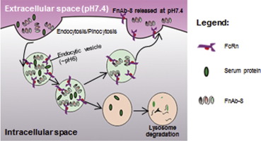 Single Chain Antibody Fragments With Ph Dependent Binding To Fcrn Enabled Prolonged Circulation Of Therapeutic Peptide In Vivo Journal Of Controlled Release X Mol