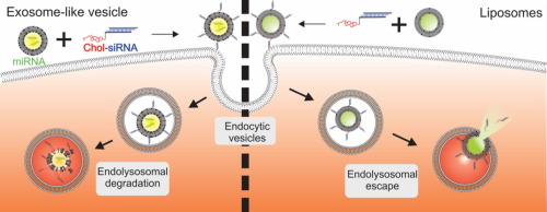 Comparing Exosome Like Vesicles With Liposomes For The Functional Cellular Delivery Of Small Rnas Journal Of Controlled Release X Mol