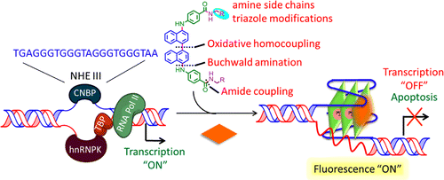 Synthesis Of Fluorescent Binaphthyl Amines That Bind C Myc G Quadruplex Dna And Repress C Myc Expression Journal Of Medicinal Chemistry X Mol