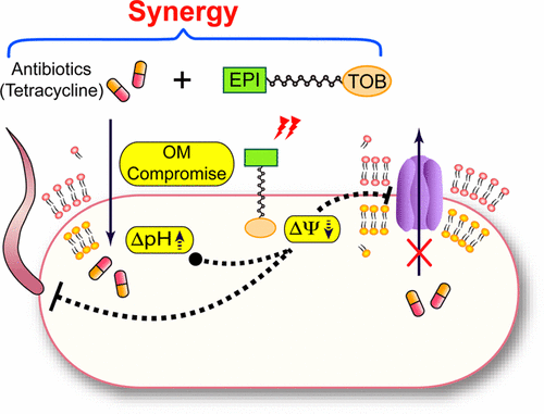 Chloroquine resistant bacteria dissertation