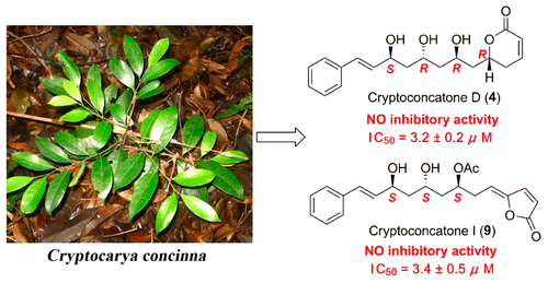 Nitric Oxide Inhibitory Activity And Absolute Configurations Of Arylalkenyl A B Unsaturated D G Lactones From Cryptocarya Concinna Journal Of Natural Products X Mol