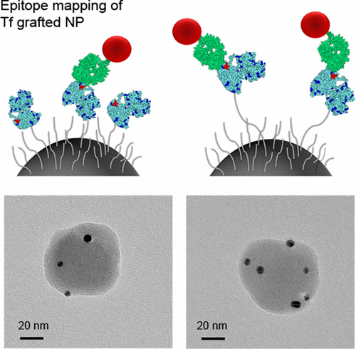 Mapping Of Molecular Structure Of The Nanoscale Surface In ...