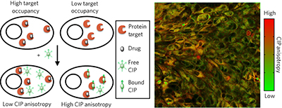 定量体外和体内单细胞中的药物靶标参与,Nature Chemical Biology - X-MOL