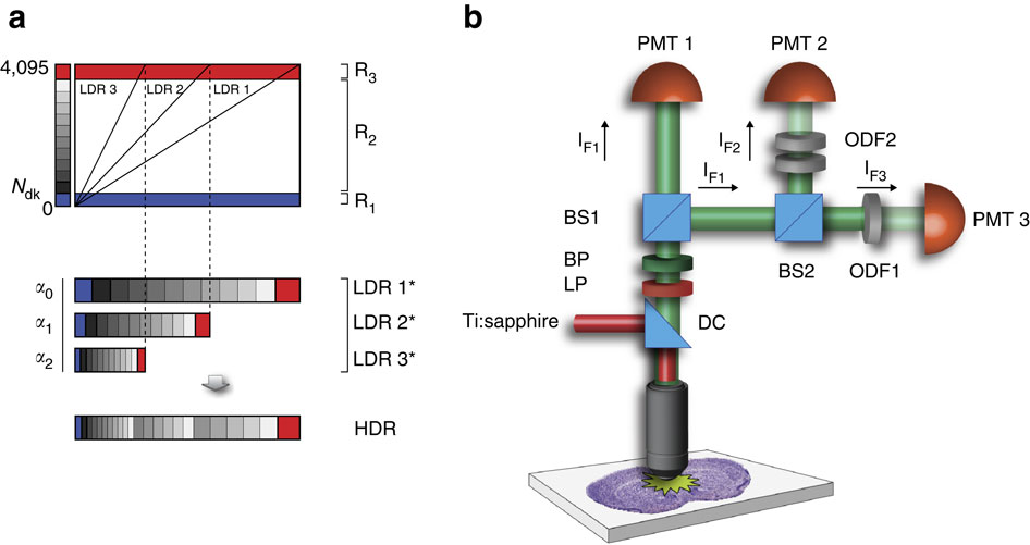 Real Time High Dynamic Range Laser Scanning Microscopy Nature Communications X Mol