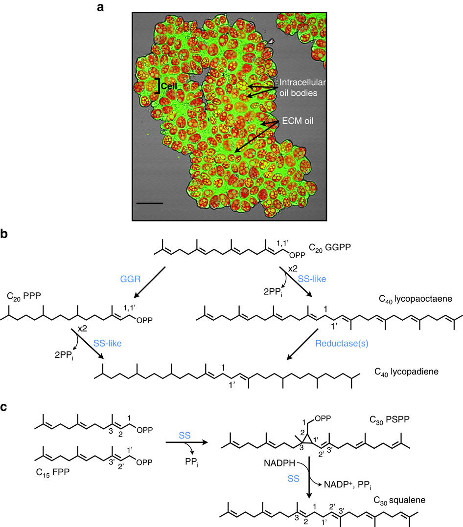 A Squalene Synthase Like Enzyme Initiates Production Of Tetraterpenoid Hydrocarbons In Botryococcus Braunii Race L Nature Communications X Mol