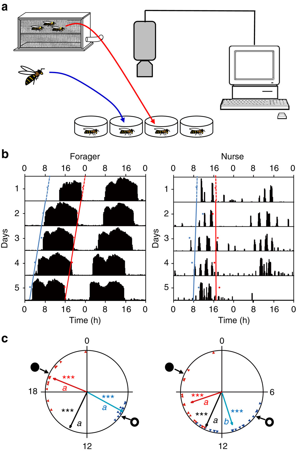 Potent Social Synchronization Can Override Photic Entrainment Of Circadian Rhythms Nature Communications X Mol