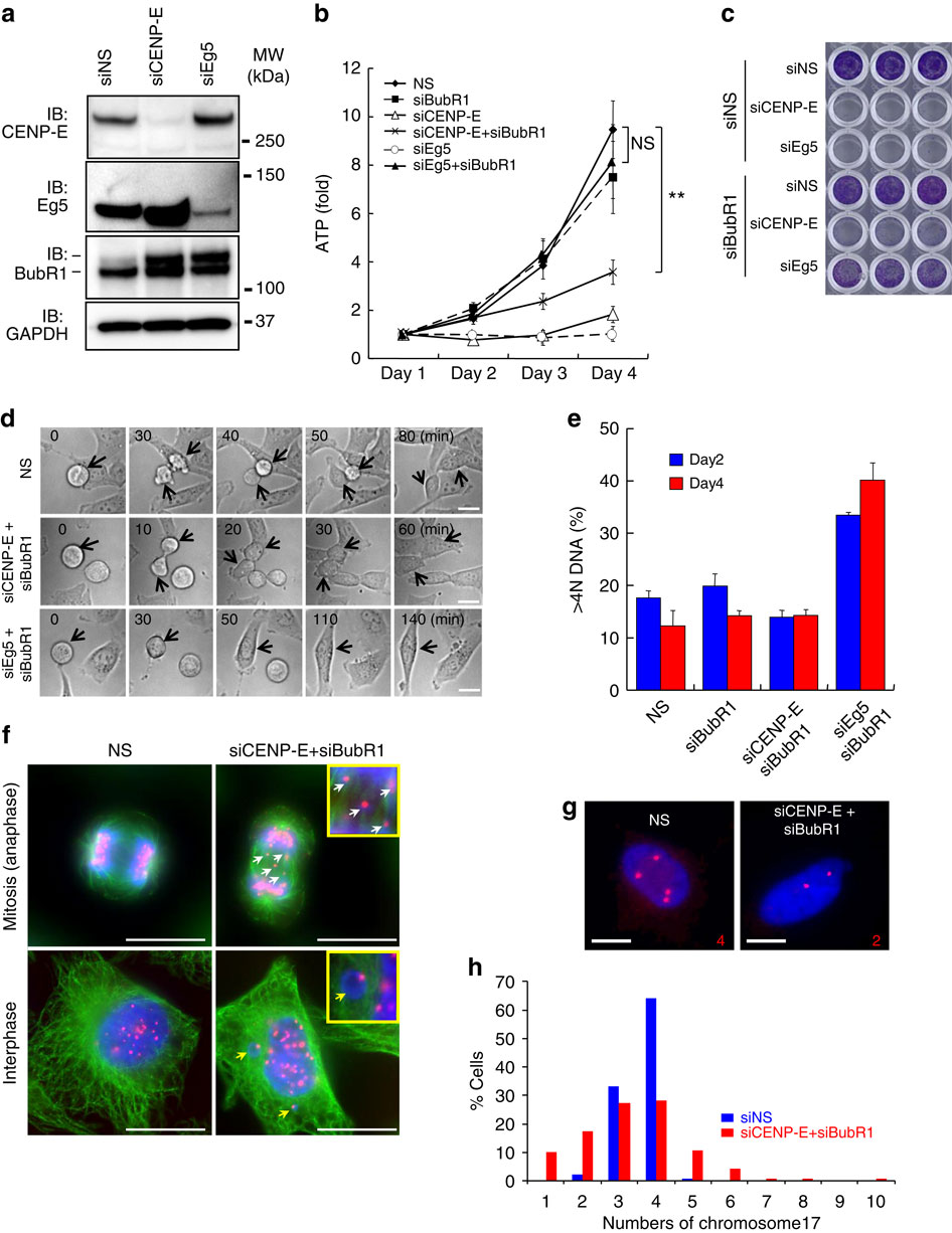 Aneuploidy Generates Proteotoxic Stress And Dna Damage Concurrently With P53 Mediated Post Mitotic Apoptosis In Sac Impaired Cells Nature Communications X Mol