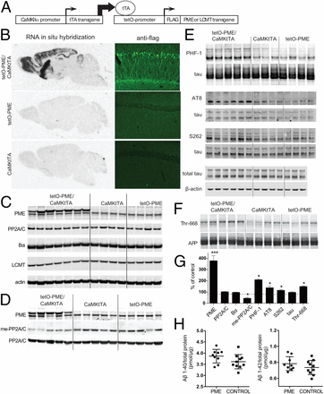 Pp2a Methylation Controls Sensitivity And Resistance To Beta Amyloid Induced Cognitive And Electrophysiological Impairments Neuroscience Proceedings Of The National Academy Of Sciences Of The United States Of America X Mol