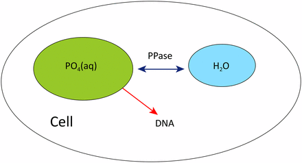 Probing The Metabolic Water Contribution To Intracellular Water Using Oxygen Isotope Ratios Of Po4 Microbiology Proceedings Of The National Academy Of Sciences Of The United States Of America X Mol