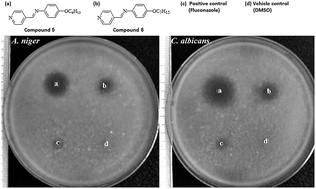 Antifungal Study Of Substituted 4 Pyridylmethylene 4 Aniline Schiff Bases Rsc Advances X Mol