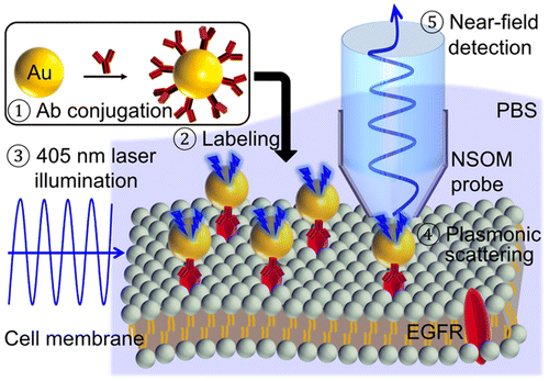 主动扫描探针机械共振控制在液体中对细胞膜的近场成像,The Journal of Physical Chemistry C - X-MOL