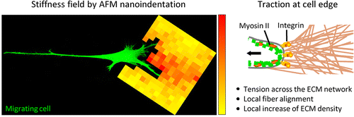 Strain Stiffening of Fibrillar Collagen during Individual and ...