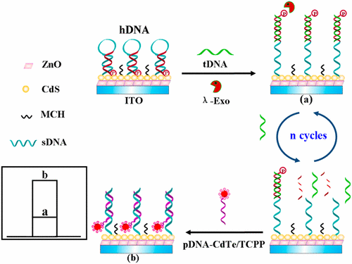 Photoelectrochemical DNA Biosensor Based on Dual-Signal Amplification ...