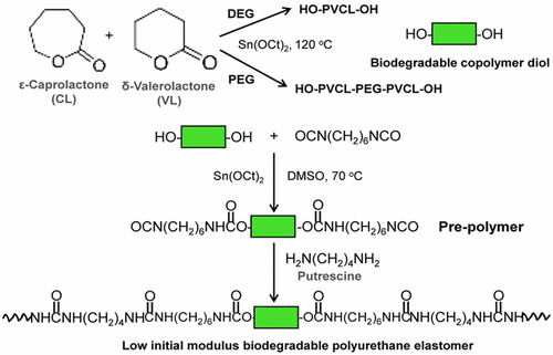 Low-Initial-Modulus Biodegradable Polyurethane Elastomers For Soft ...