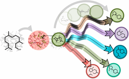 化学控制在与混杂的天然产物生物合成的保真度的斗争中：单环二烯合酶的案例,ACS Catalysis - X-MOL