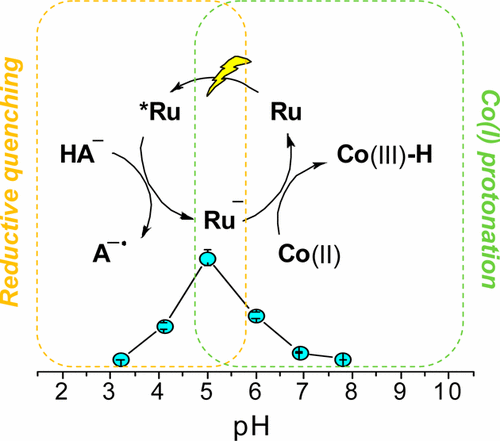 阐明了pH对分子钴催化剂在光驱动氢释放中的关键作用,ACS Catalysis - X-MOL