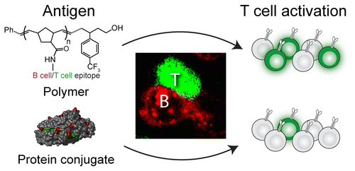 Multivalent Antigens for Promoting B and T Cell Activation,ACS Chemical ...
