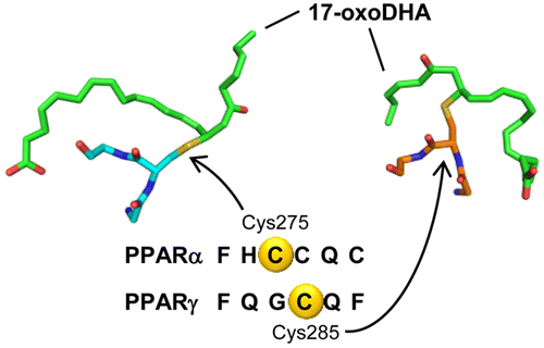17-OxoDHA Is a PPARα/γ Dual Covalent Modifier and Agonist,ACS Chemical ...