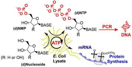 ATP Recycling With Cell Lysate For Enzyme-Catalyzed Chemical Synthesis ...