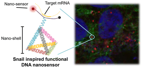 Dna Mrna Acs Nano X Mol