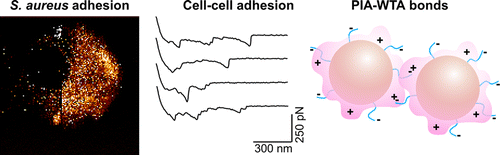 粘性基质：葡萄球菌多糖细胞间粘附素的粘附机制,ACS Nano XMOL