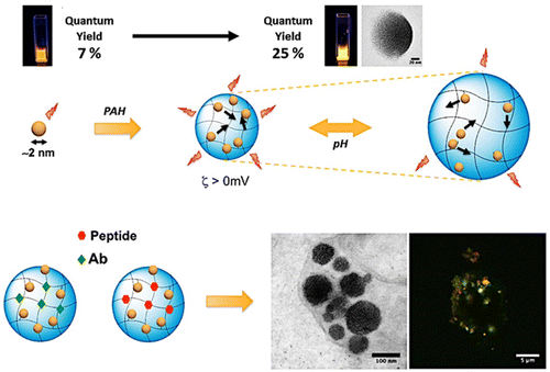Xavier Polymer Self-Assembled Gold Nanoclusters for Bright Fluorescence Imaging and ...