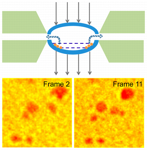 anomalous-growth-and-coalescence-dynamics-of-hybrid-perovskite