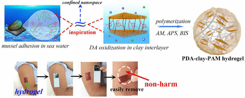 Mussel-Inspired Adhesive And Tough Hydrogel Based On Nanoclay Confined ...