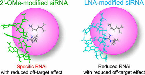 Chemical Modification of the siRNA Seed Region Suppresses Off-Target ...