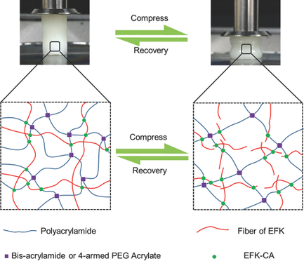 Polymer‐Supramolecular Polymer Double‐Network Hydrogel,Advanced ...