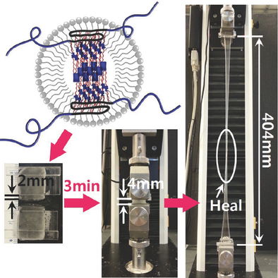 Extremely Stretchable And Fast Self‐Healing Hydrogels,Advanced ...