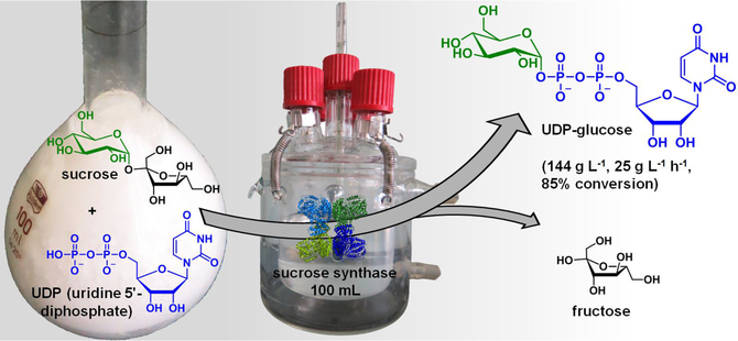 Unlocking The Potential Of Leloir Glycosyltransferases For Applied ...