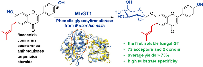Regio And Stereospecific O Glycosylation Of Phenolic Compounds regio-and-stereospecific-o-glycosylation-of-phenolic-compounds