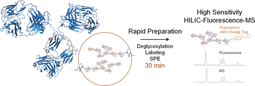 Rapid Preparation of Released N-Glycans for HILIC Analysis Using a ...