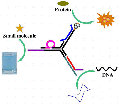 具有多功能部分的工程DNA三向结:生物分析传感平台,Analytical Chemistry - X-MOL