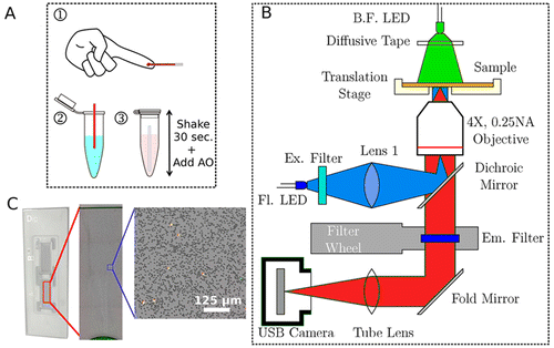 Smart and Fast Blood Counting of Trace Volumes of Body Fluids from ...