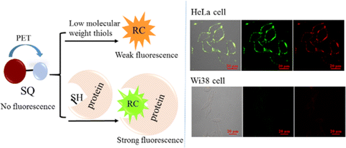 Highly Selective Fluorescent Turn-On Probe for Protein Thiols in Biotin ...