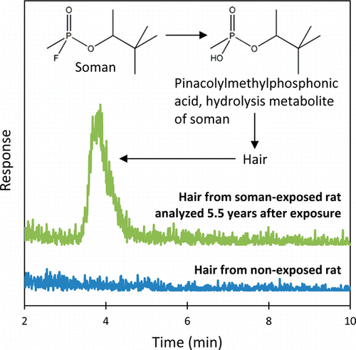 Analysis of Nerve Agent Metabolites from Hair for Long-Term ...