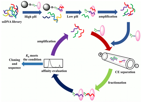 Hybrid Approach Combining Boronate Affinity Magnetic Nanoparticles and ...